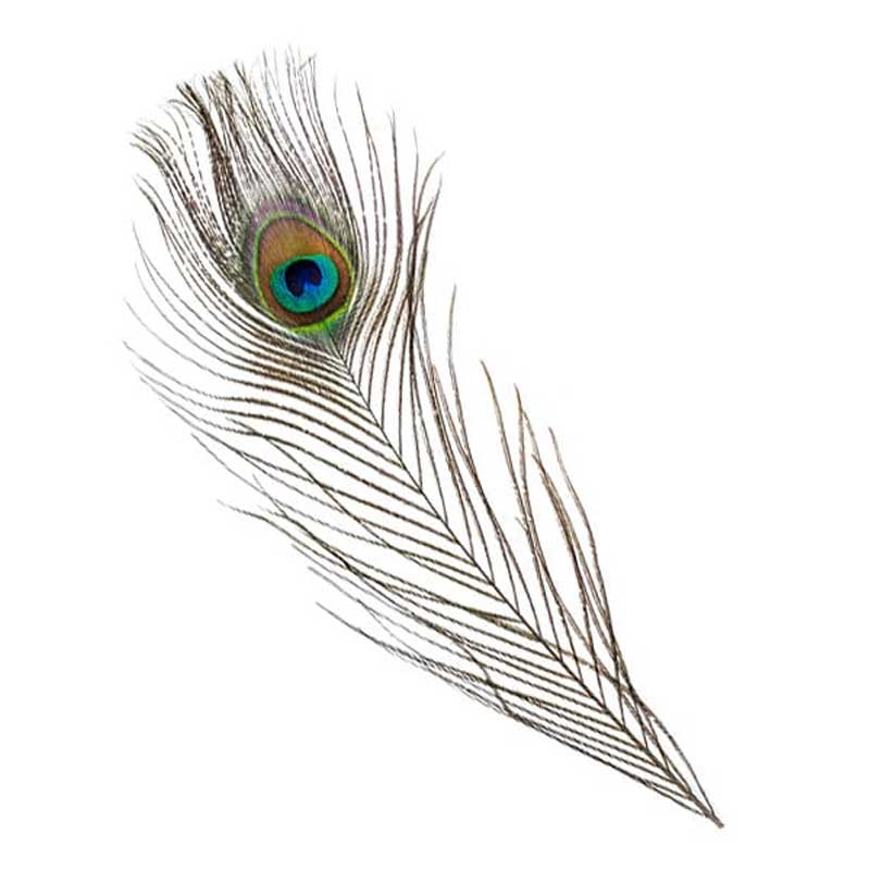 PEACOCK FEATHER 420
