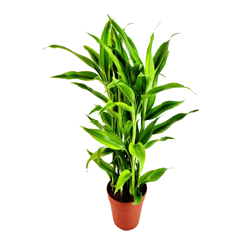 DR.SANDERIANA GOLD 7PP(12CM POT)
