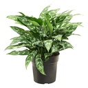 [0100024209] AGLAONEMA MARIA 12CM(M)