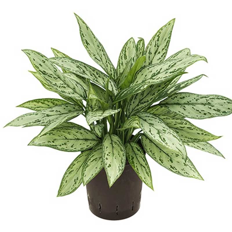 AGLAONEMA SILVER QUEEN 12CM(M)