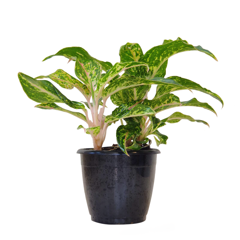 AGLAONEMA BUTTERFLY 12CM