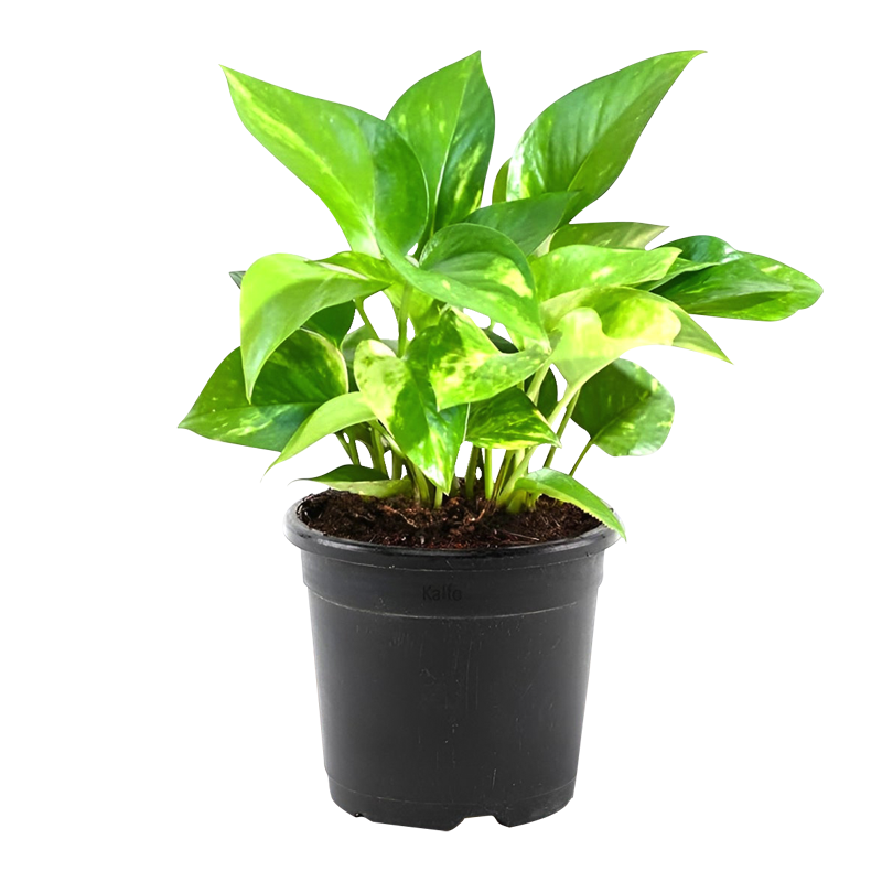 MONEY PLANT 10CM