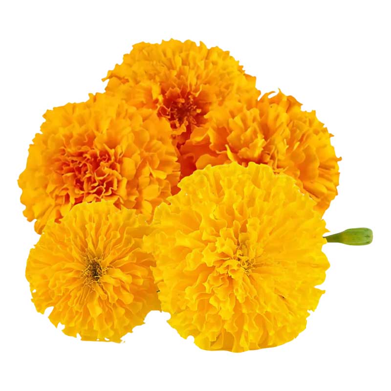 RUBA MARIEGOLD MIX /Kg