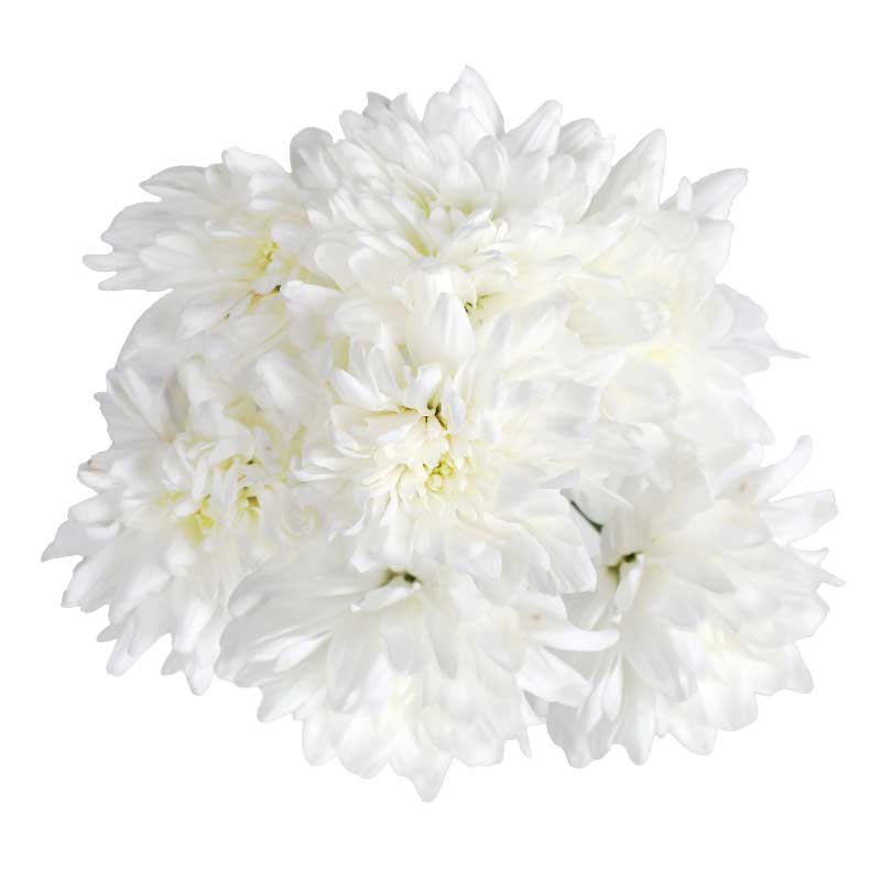 RUBA SEVANTHI FLOWER