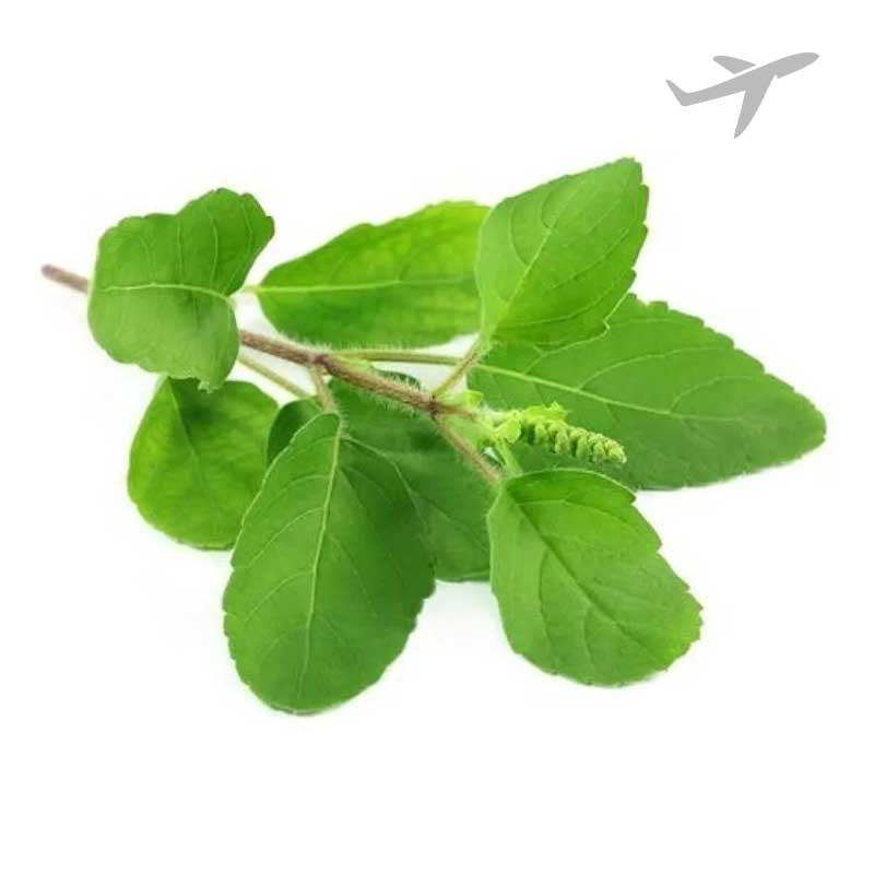 RUBA TULASI LEAVES