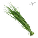 [0100026359] RUBA DHURVA BUNCH