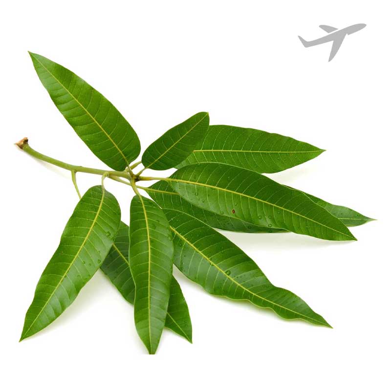 RUBA MANGO LEAVES