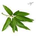 [0100026362] RUBA MANGO LEAVES