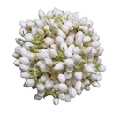 [0100026369] RUBA JASMINE FLOWER PKT