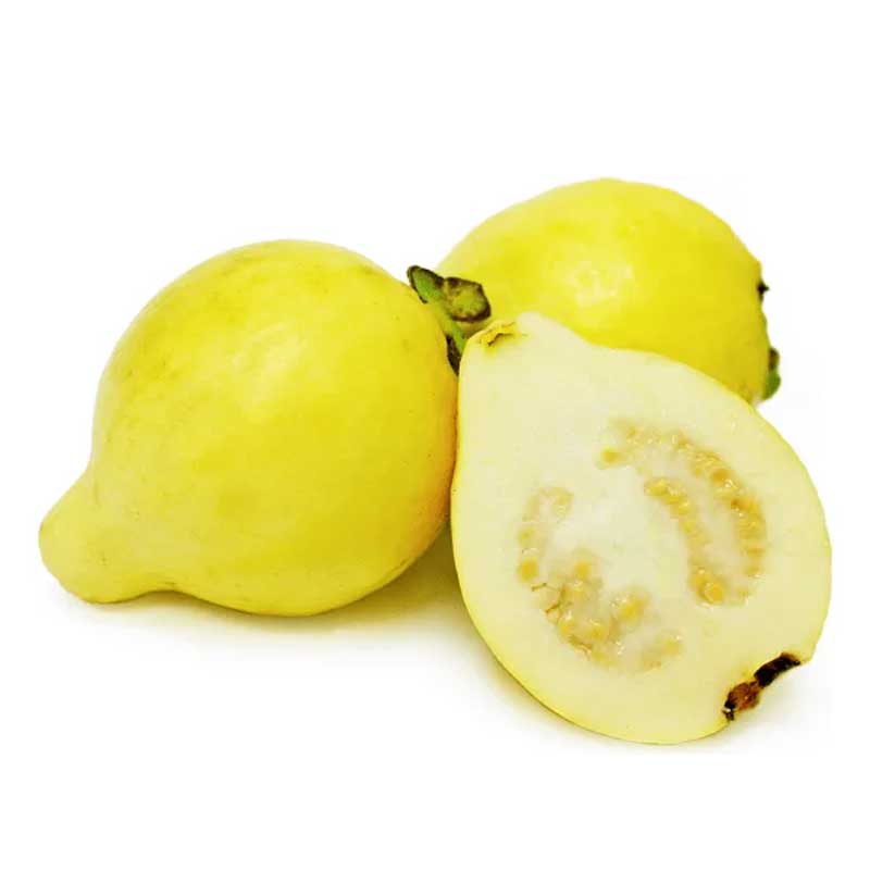 GUAVA SMALL