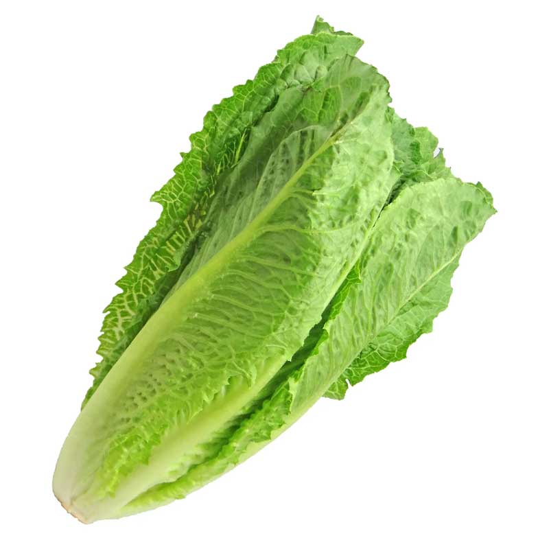 LETTUCE LEAVES