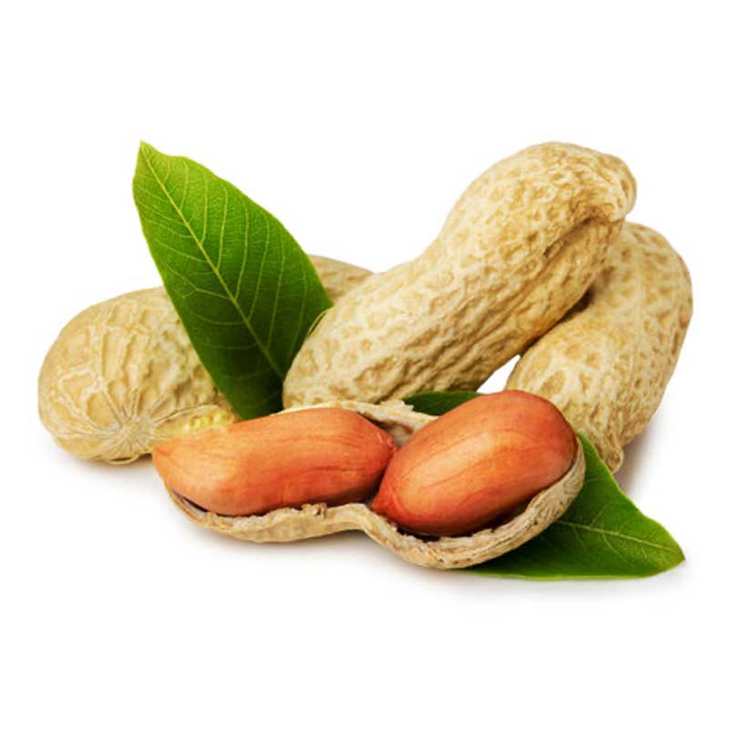 GROUND NUT