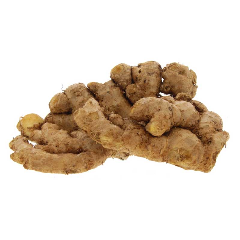 GINGER INDIA