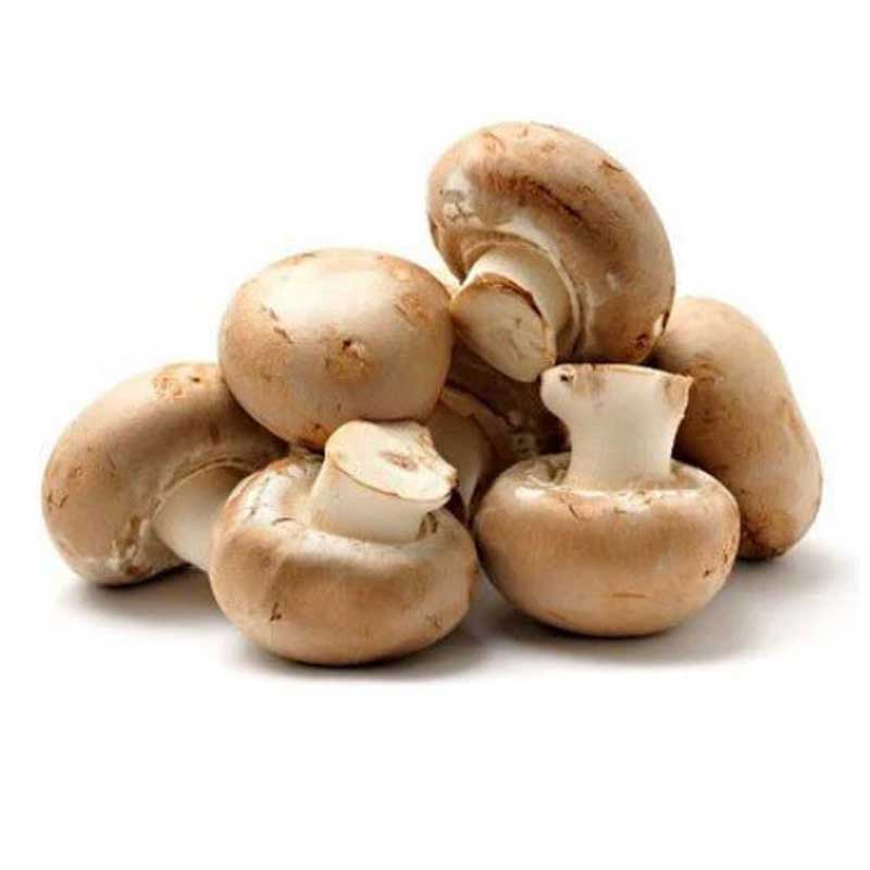 MUSHROOM BROWN