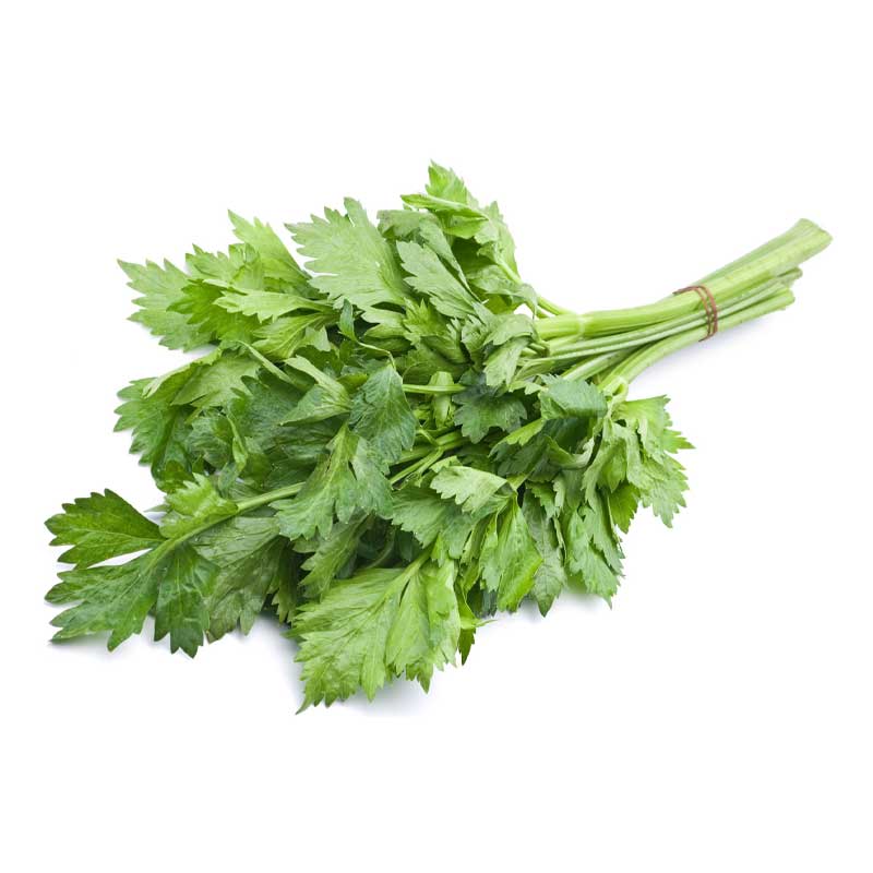 CELERY LEAVES