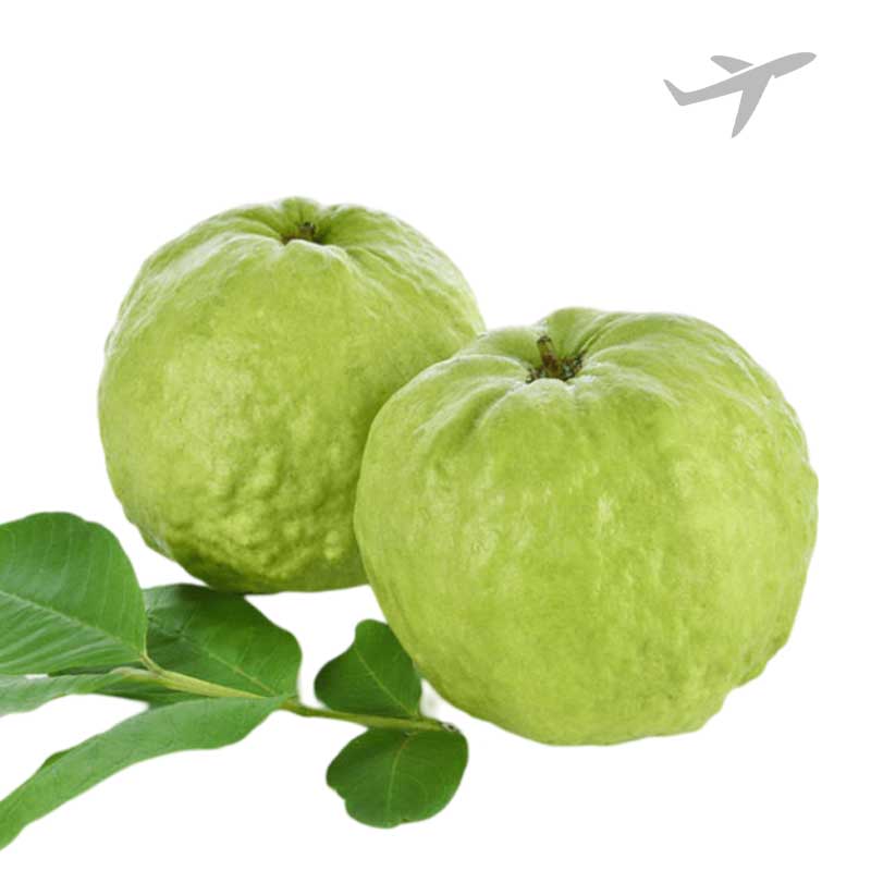 RUBA  PERU (GREEN/PINK)