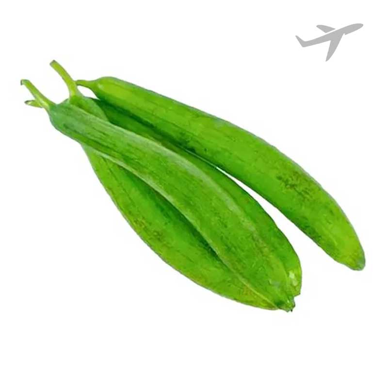 RUBA BOTTLE GOURD GILKI INDIA