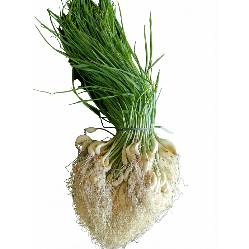 RUBA GREEN GARLIC INDIA AIR /Kg