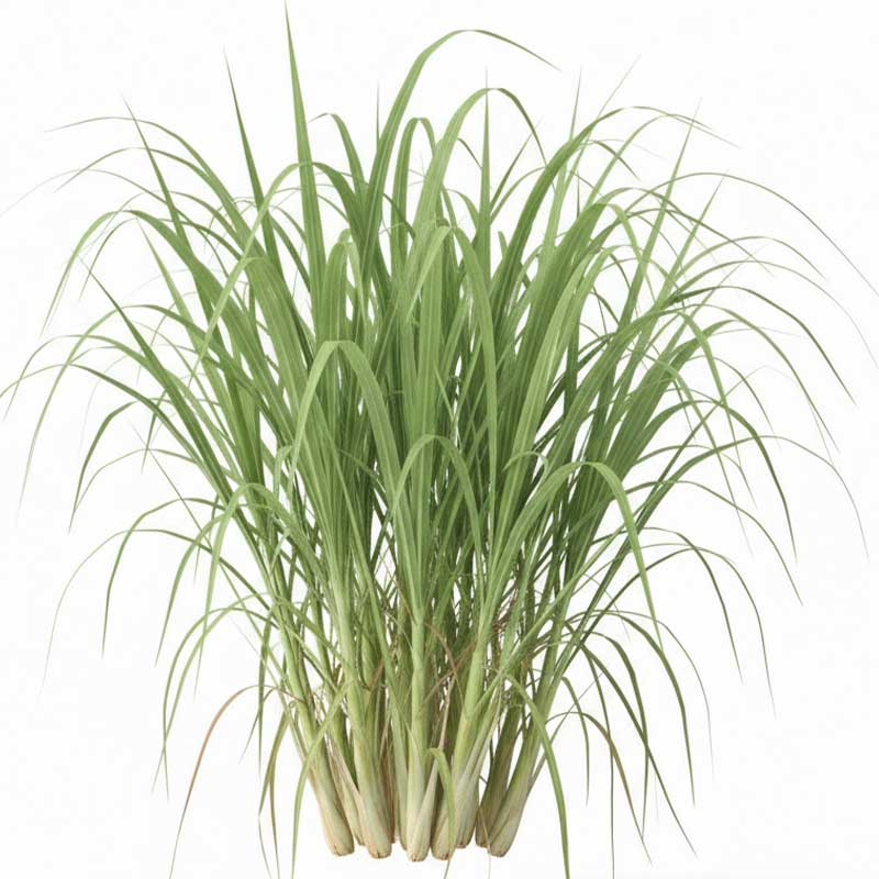 RUBA LEMON GRASS / KG
