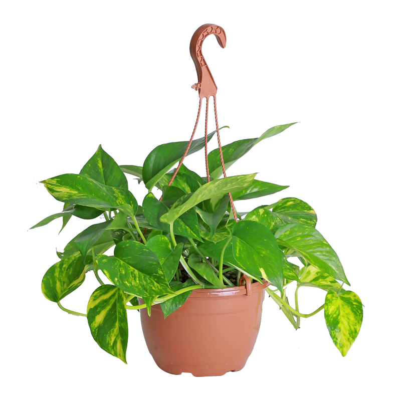 MONEY PLANT HANGING