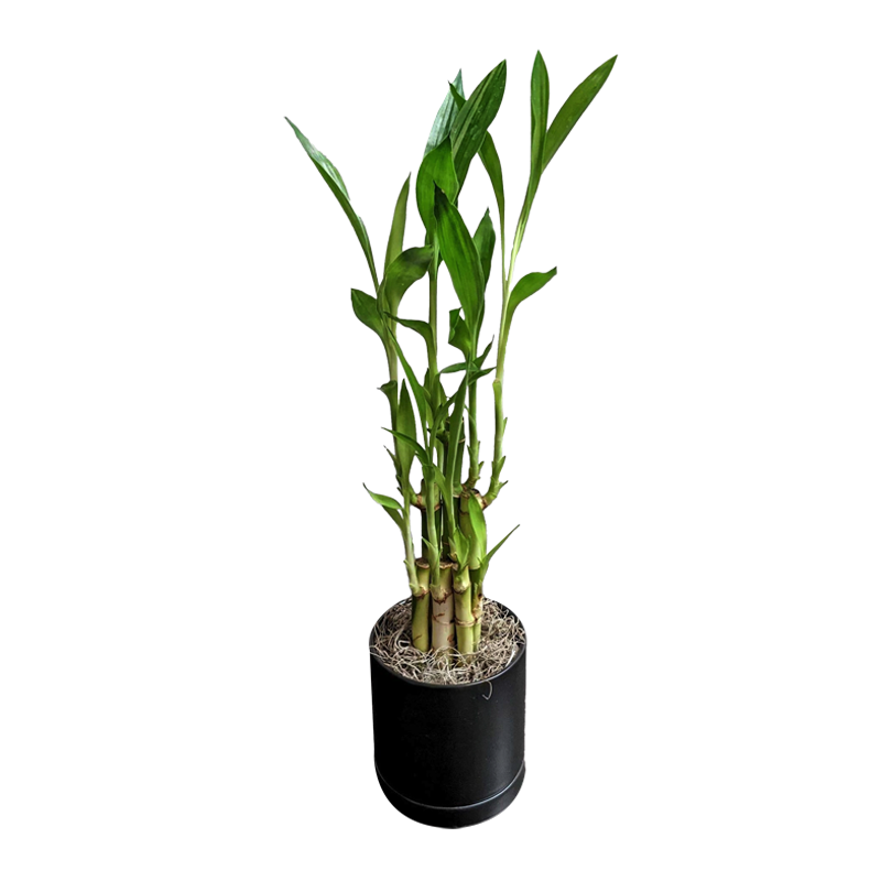LUCKY BAMBO 60CM