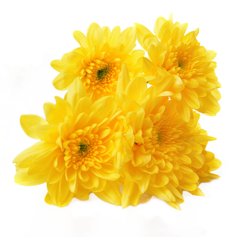 RUBA  YELLOW SEVANTHI FLOWER