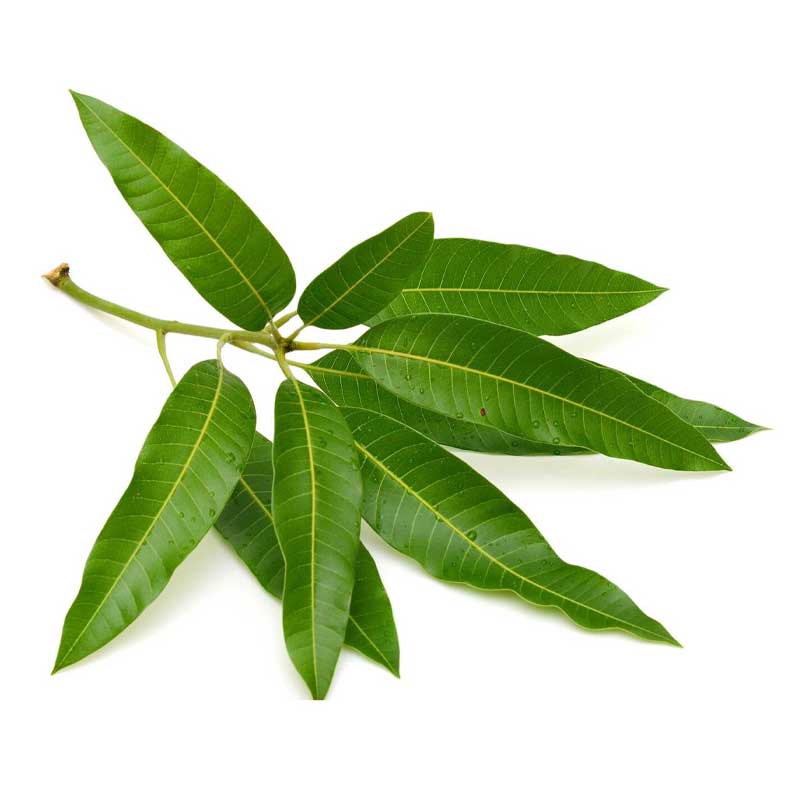 FRESH FLOWER MANGO LEAVES