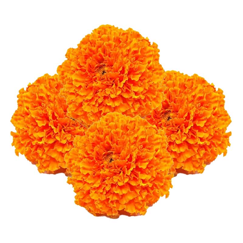 RUBA MARIGOLD ORANGE /Kg