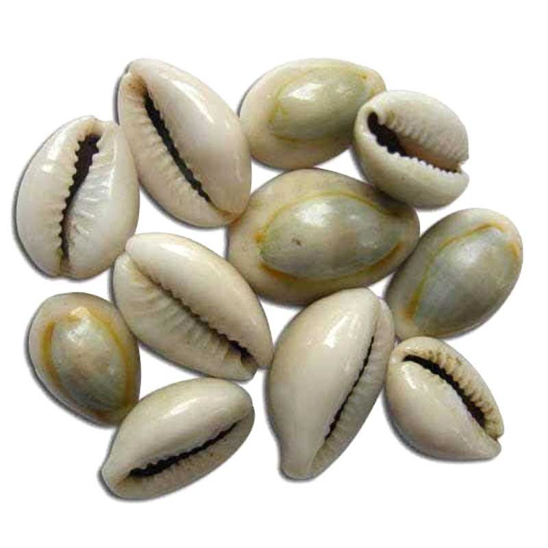 KODI SHELL SMALL 11PC