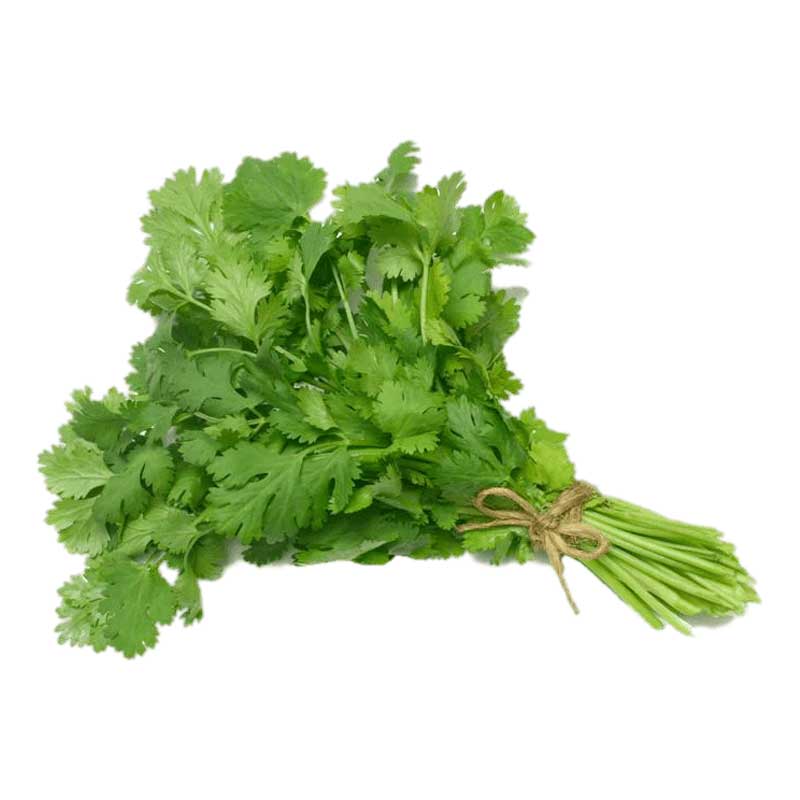 CORRIANDER LEAVES 1PC