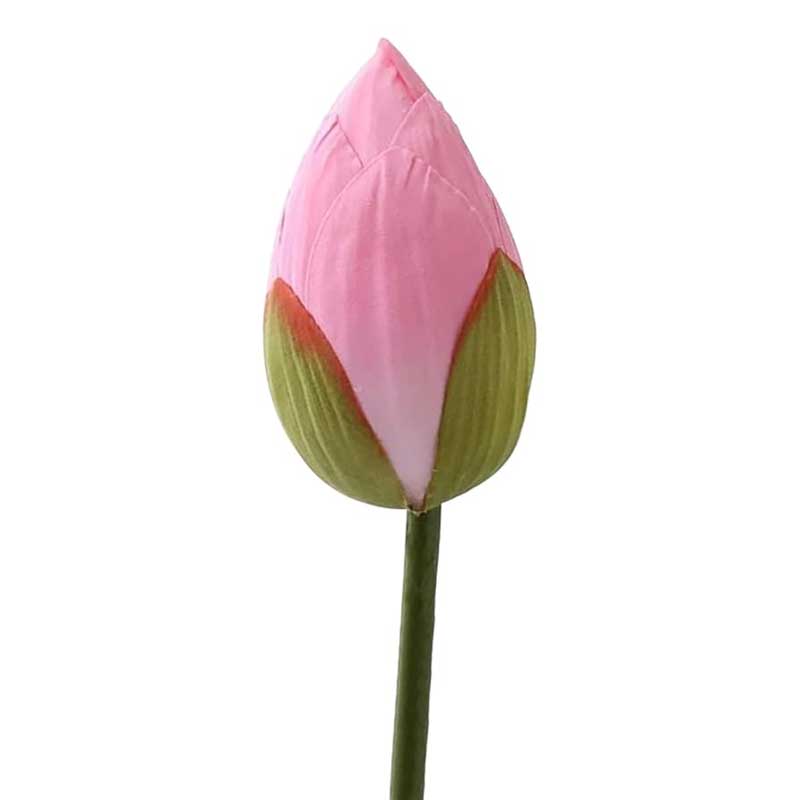 FRESH FLOWER LOTUS
