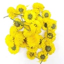 [0100023656] FRESH FLOWER YELLOW SEVANTHI KGS