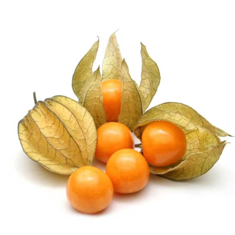 PHYSALIS 1PC