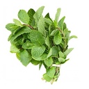 [0100021970] FRESH LEAVES