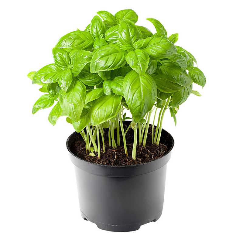 BASIL LEAVES