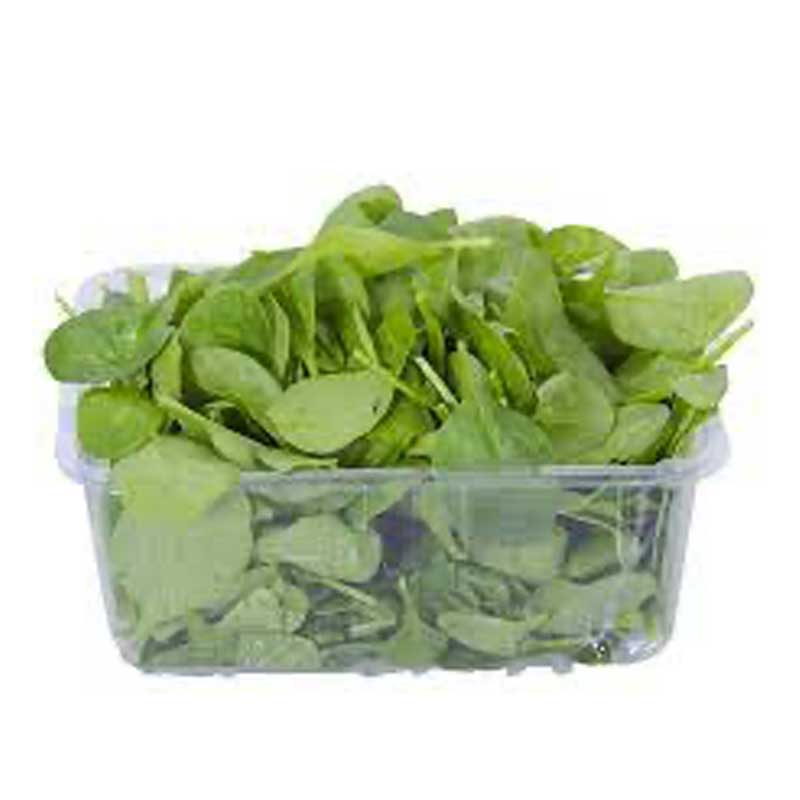 ROCKET LEAVES ITALY PKT