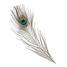 [0100022379] PEACOCK FEATHER 420