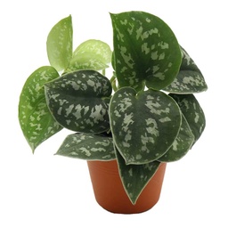 [0100024203] PILO SCINDAPSUS 10CM