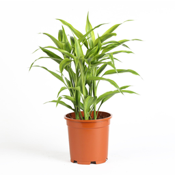 [0100024204] DR.SANDERIANA GOLD 5PP(10CM POT)