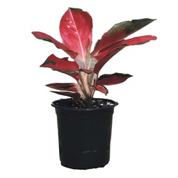 [0100024208] AGLAONEMA RED 12CM 3PP