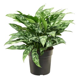 [0100024209] AGLAONEMA MARIA 12CM(M)