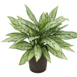 [0100024210] AGLAONEMA SILVER QUEEN 12CM(M)