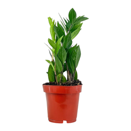 [0100025276] ZAMIOCULCAS ZAMIIFOLIA 12CM