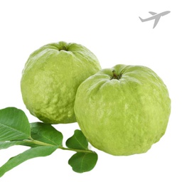 [0100026539] RUBA  PERU (GREEN/PINK)