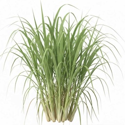 [0100026848] RUBA LEMON GRASS / KG