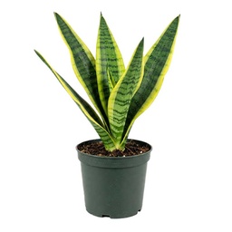[0100027657] SNEK PLANT S 12CM