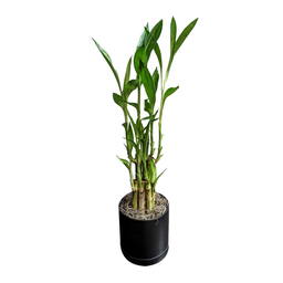 [0100027659] LUCKY BAMBO 60CM