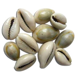 [0100028448] KODI SHELL SMALL 11PC