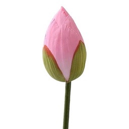 [0100005939] FRESH FLOWER LOTUS