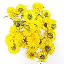 [0100023656] FRESH FLOWER YELLOW SEVANTHI KGS
